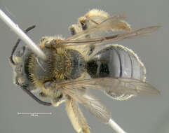 Image of Andrena spiraeana Robertson 1895