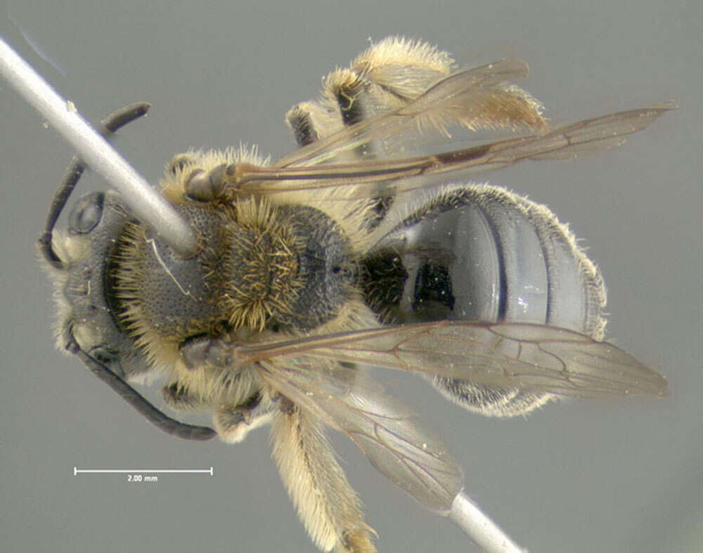 Image of Andrena spiraeana Robertson 1895