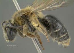 Imagem de Andrena spiraeana Robertson 1895