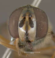 Image of American Hover Fly