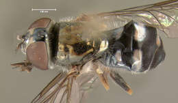 Image of Platycheirus obscurus (Say 1824)
