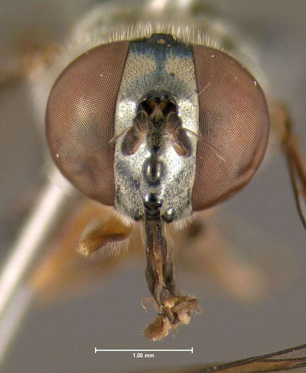 Image of Platycheirus obscurus (Say 1824)