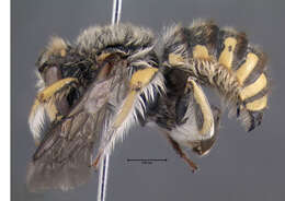 Image of wool-carder bee