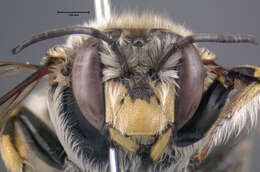 Image of wool-carder bee