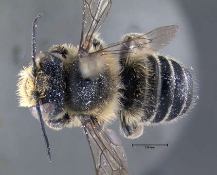 Megachile mendica Cresson 1878 resmi