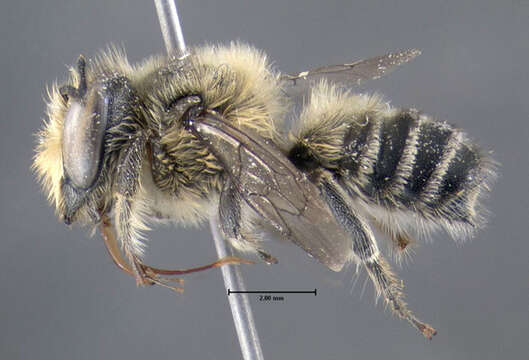 Megachile mendica Cresson 1878 resmi