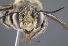 Image of Flat-tailed Leaf-cutter Bee