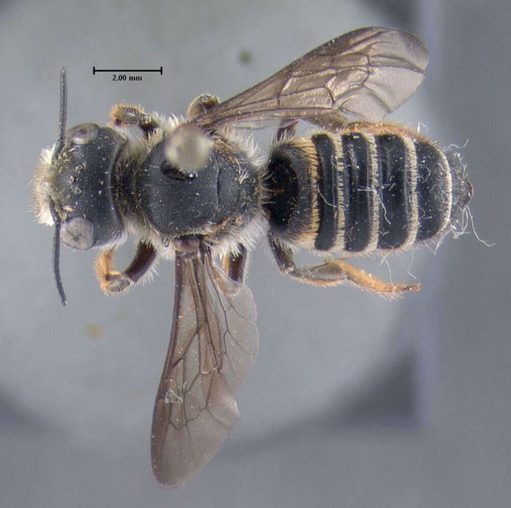 Image of Pugnacious Leaf-cutter Bee