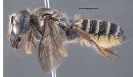 Image of Pugnacious Leaf-cutter Bee