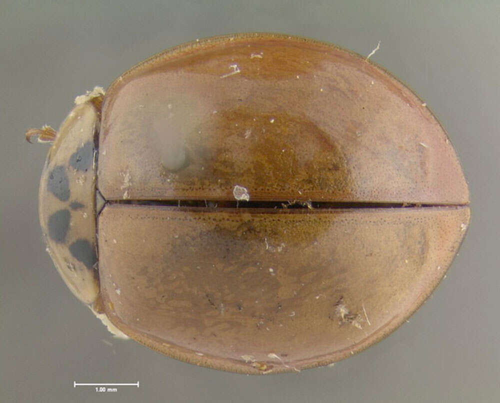 Image of Harmonia axyridis (Pallas 1773)