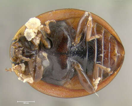 Image of Harmonia axyridis (Pallas 1773)