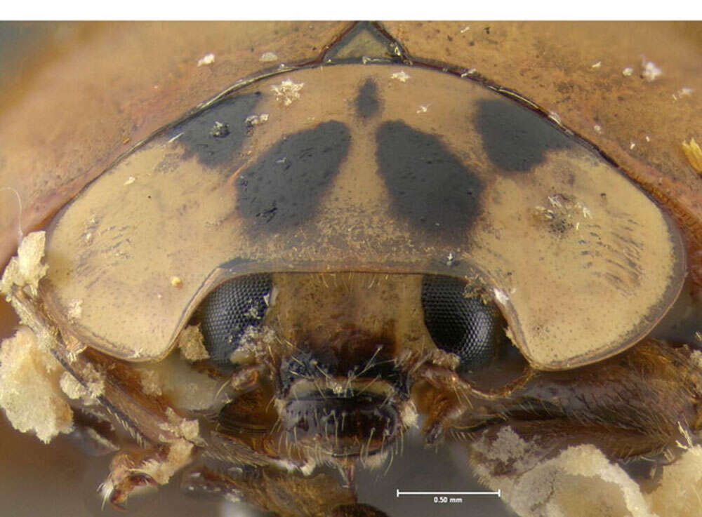 Image of Harmonia axyridis (Pallas 1773)