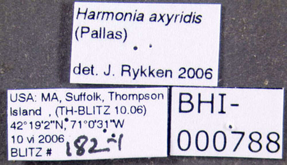 Image of Harmonia axyridis (Pallas 1773)