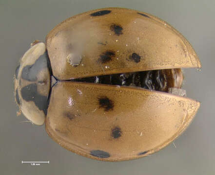 Image of Harmonia axyridis (Pallas 1773)