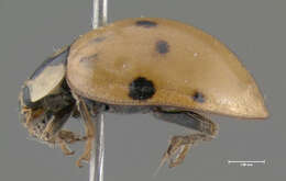 Image of Harlequin Ladybird