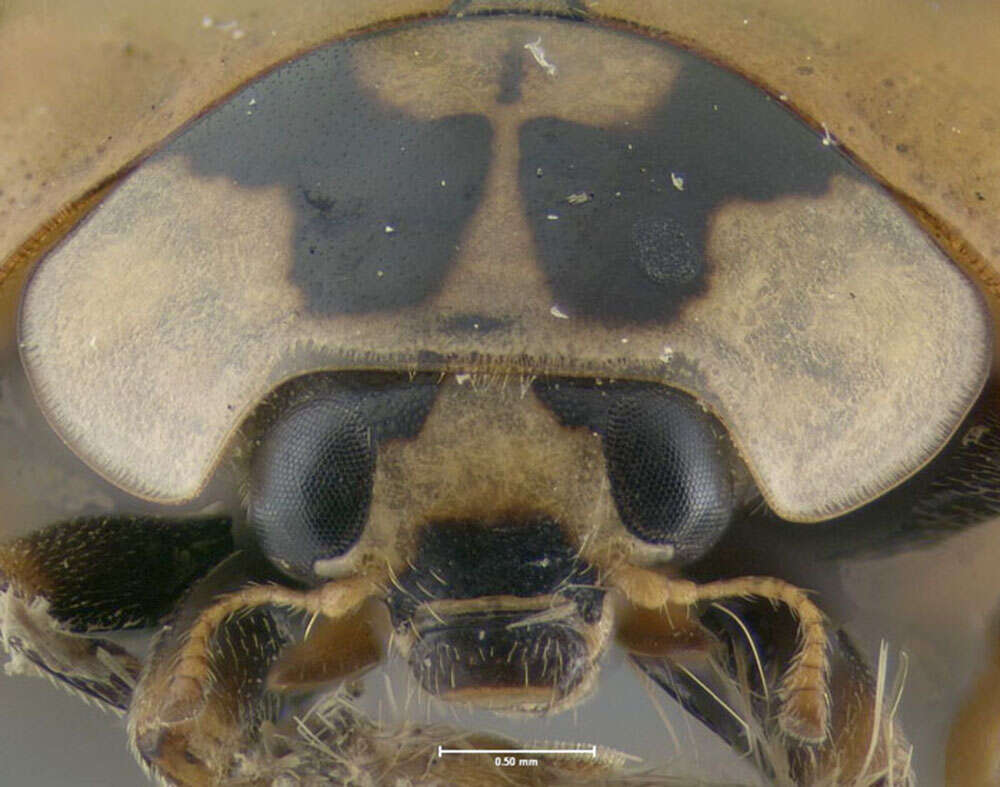 Image of Harlequin Ladybird