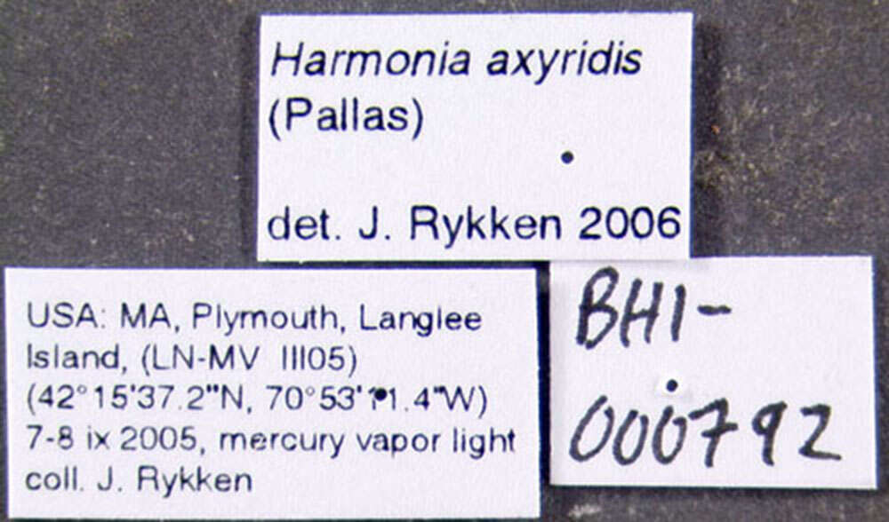 Image of Harmonia axyridis (Pallas 1773)