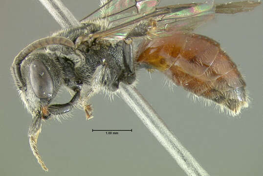 Image of Sphecodes coronus Mitchell 1956