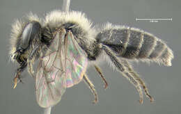 Image of Bradley's Andrena