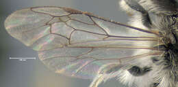 Image of Bradley's Andrena