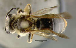 Image of Andrena commoda Smith 1879