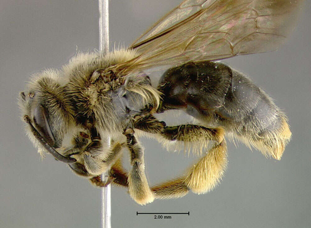 Image of Andrena commoda Smith 1879