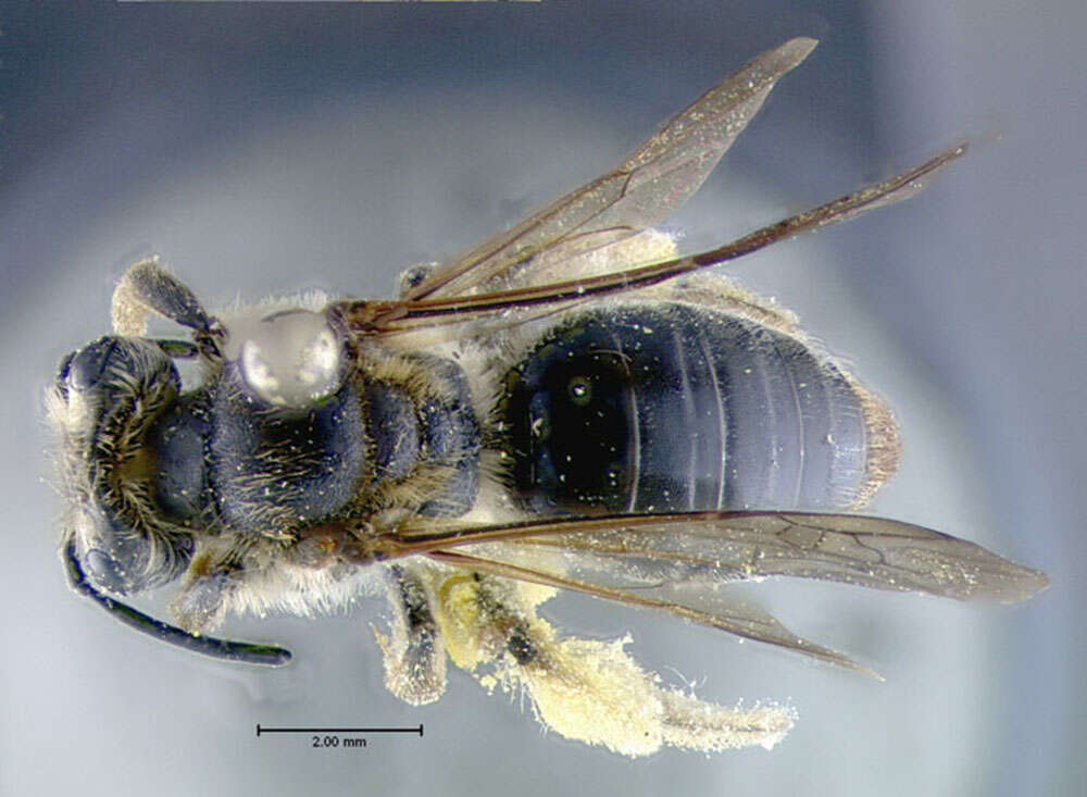 Image of Hawthorn Andrena