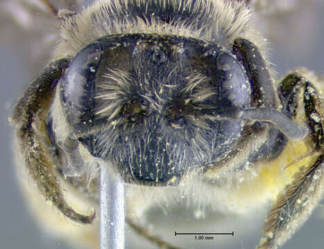 Image of Hawthorn Andrena