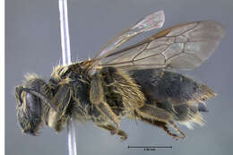 Imagem de Andrena cressonii Robertson 1891