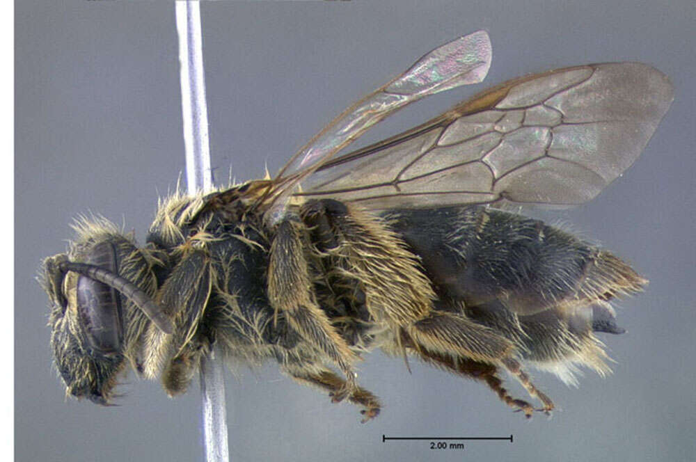 Image of Cresson's Andrena