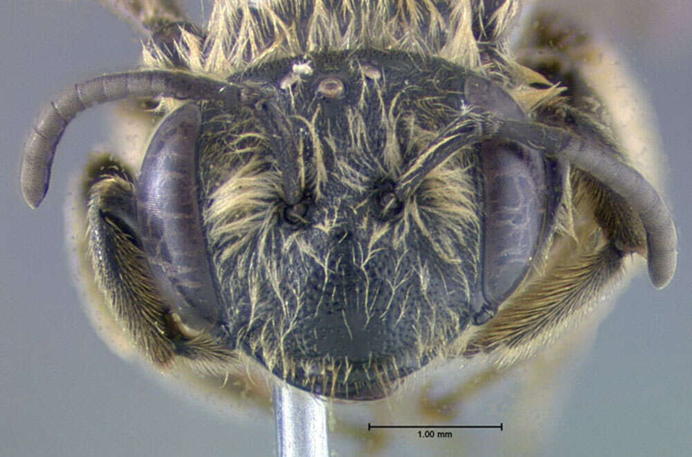 Image of Cresson's Andrena