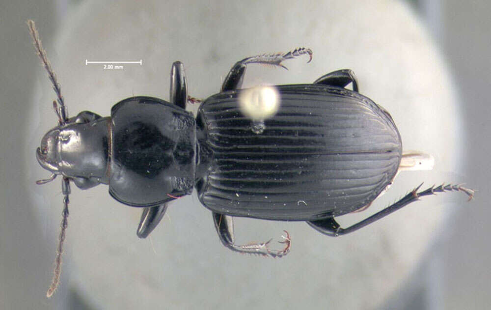 Image de Pterostichus (Melanius) corvinus (Dejean 1828)