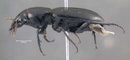 Image of Pterostichus (Melanius) corvinus (Dejean 1828)