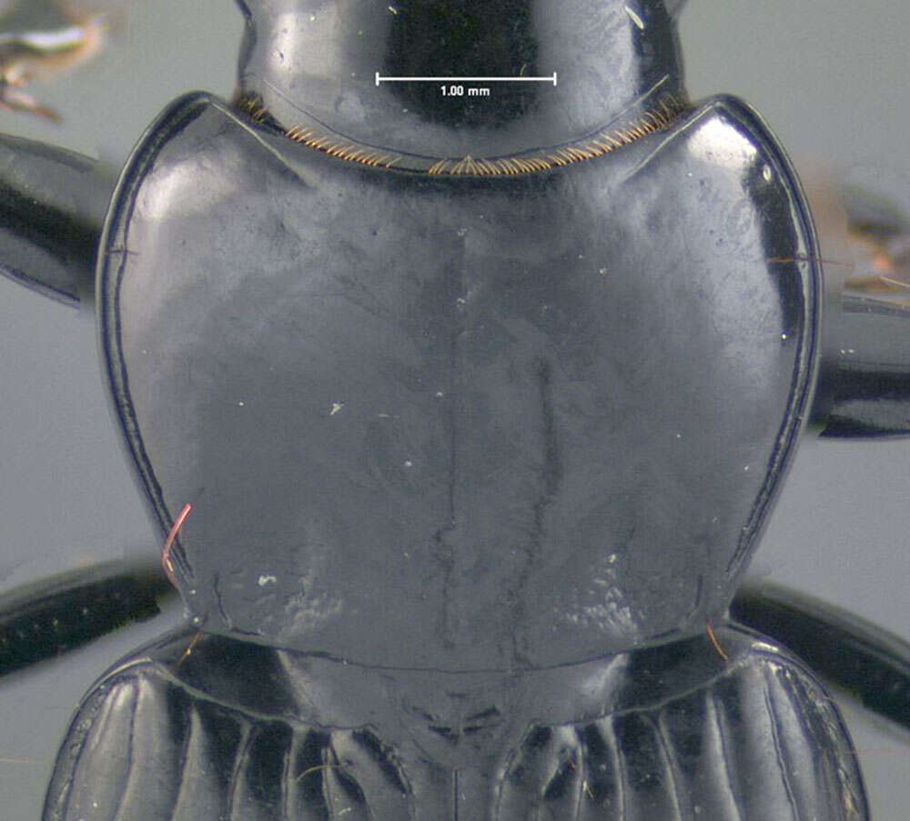 Image of Pterostichus (Melanius) corvinus (Dejean 1828)