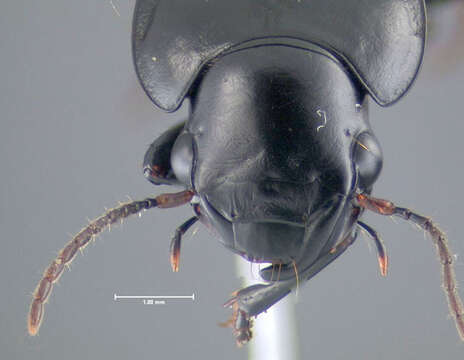 Image of Xestonotus