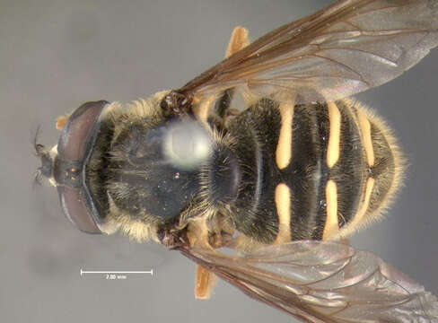 Image of Sericomyia chrysotoxoides Macquart 1842