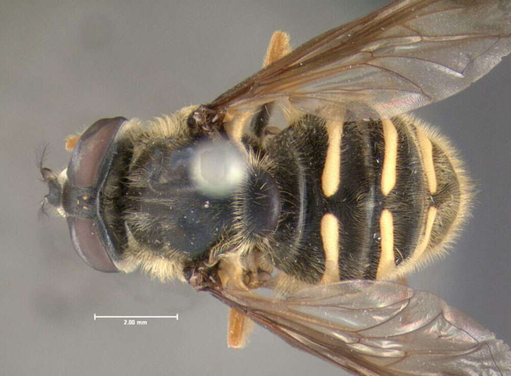 Image of Sericomyia chrysotoxoides Macquart 1842