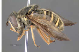 Image of Sericomyia chrysotoxoides Macquart 1842