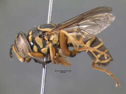 Image of Eastern Hornet Fly