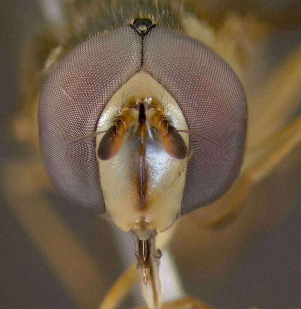 Image of Common Oblique Syrphid