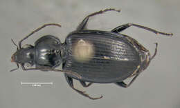 Agonum (Olisares) fidele Casey 1920的圖片