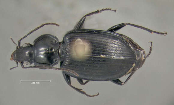 Agonum (Olisares) fidele Casey 1920的圖片