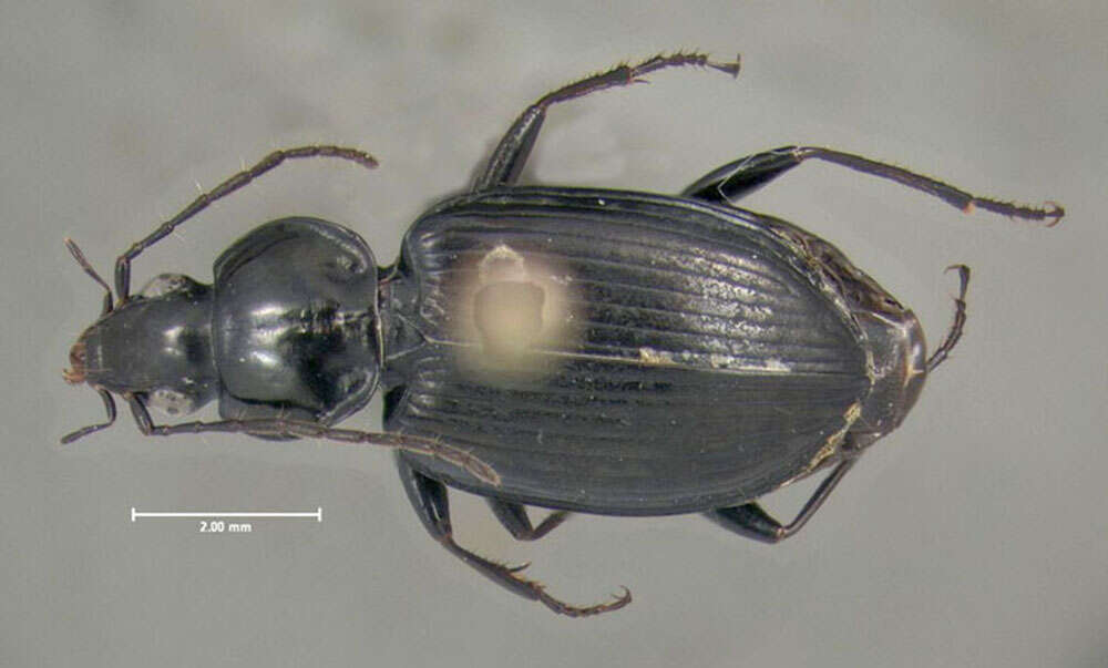 Agonum (Olisares) fidele Casey 1920的圖片