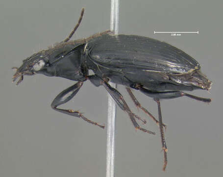 Agonum (Olisares) fidele Casey 1920的圖片