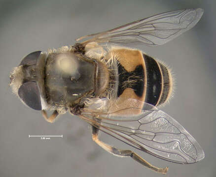 Image of Syrphid fly