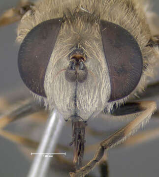 Image of Syrphid fly