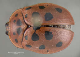 Image of Argus Tortoise Beetle