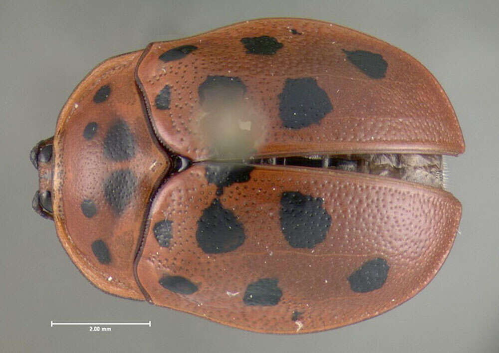 Image of Argus Tortoise Beetle