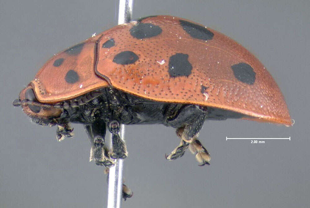 Image of Argus Tortoise Beetle