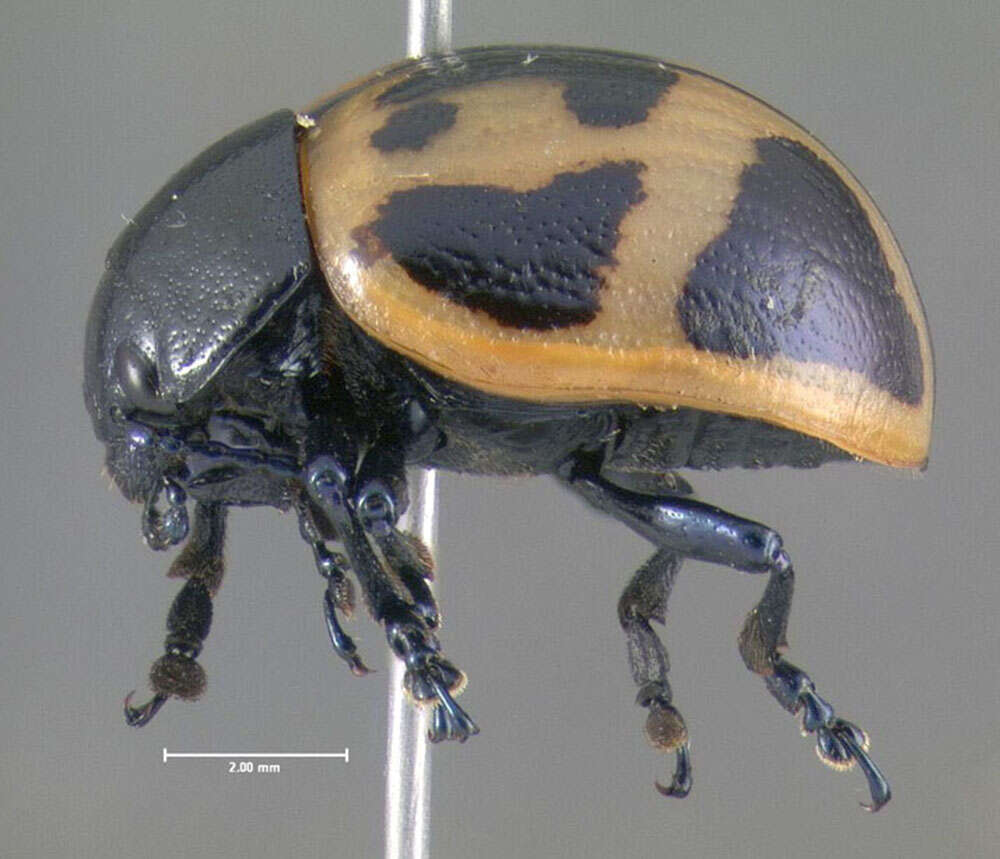 Image of Swamp Milkweed Leaf Beetle